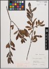 Foto von Salix cinerea L. x Salix purpurea L.